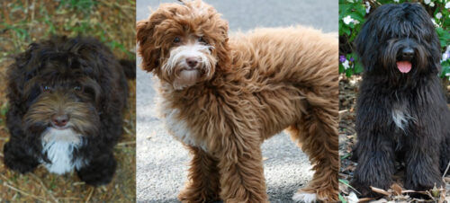 Australian Labradoodle Association | Labradoodle Coat Colours