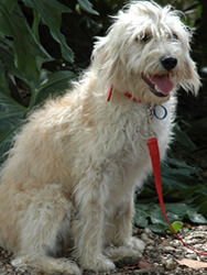 Australian labradoodle fleece sales coat