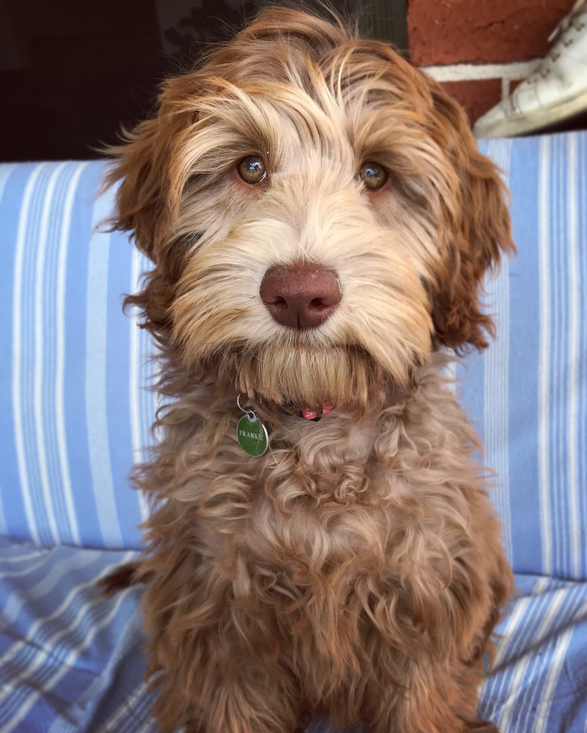 Australian Labradoodle Association Photo Gallery